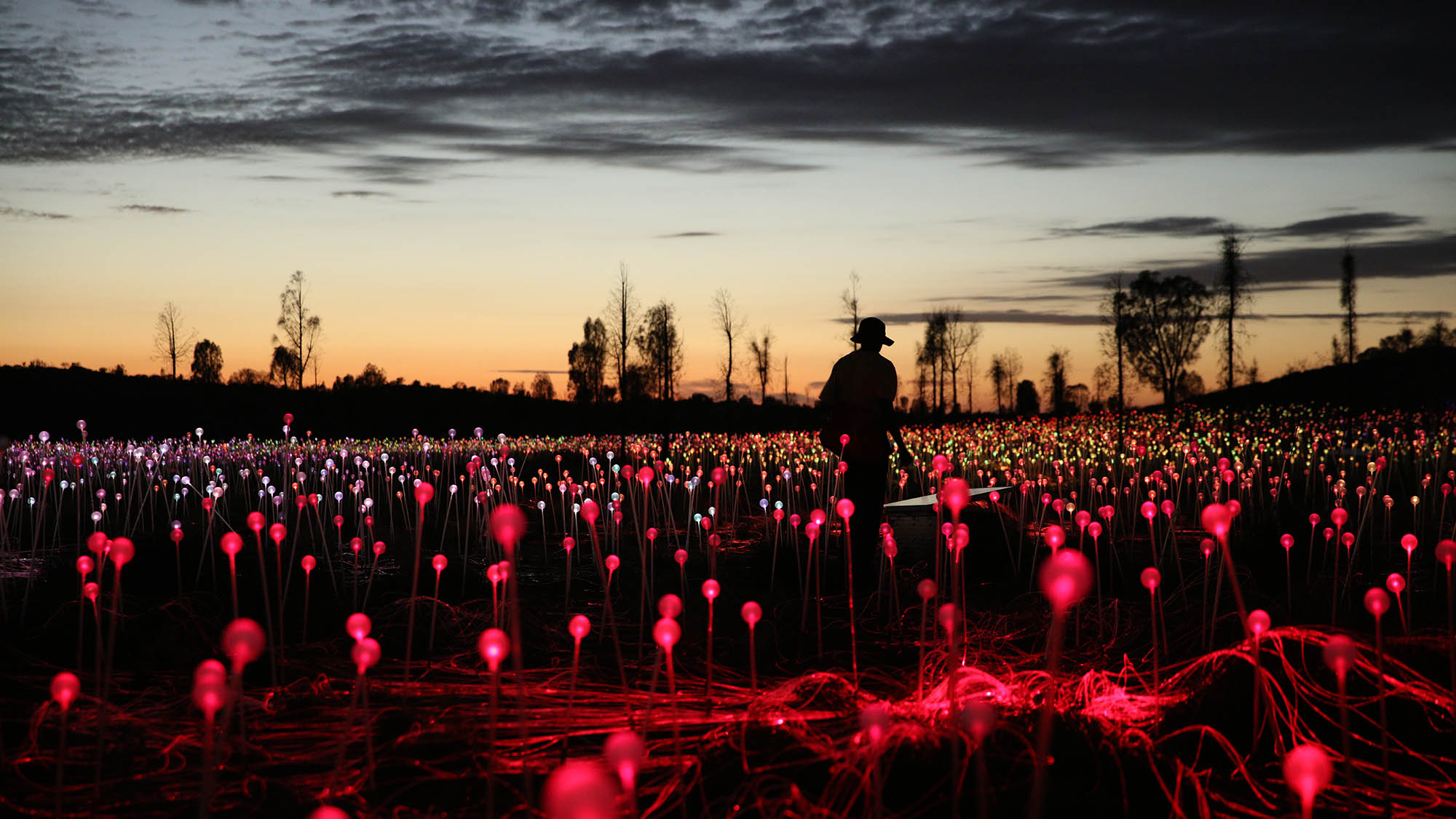 Field of Light & Uluru Sunrise